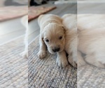Small #4 English Cream Golden Retriever