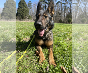 Mother of the German Shepherd Dog puppies born on 10/28/2023