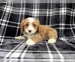 Small #2 Cavapoo (Miniature)