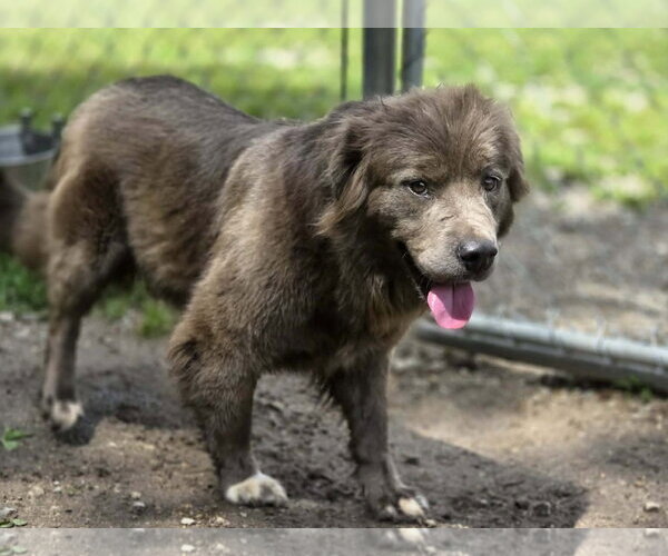 Medium Photo #2 Australian Shepherd-Unknown Mix Puppy For Sale in Anniston, AL, USA