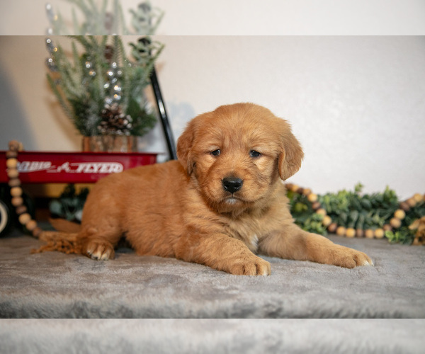 Medium Photo #12 Golden Retriever Puppy For Sale in WOLCOTTVILLE, IN, USA