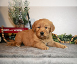 Small Photo #12 Golden Retriever Puppy For Sale in WOLCOTTVILLE, IN, USA