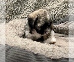 Small Photo #16 Zuchon Puppy For Sale in RENO, NV, USA