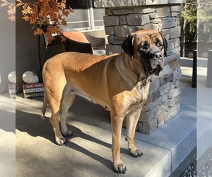 Mother of the Mastiff puppies born on 06/05/2025