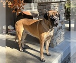 Small Photo #1 Mastiff Puppy For Sale in OLATHE, KS, USA