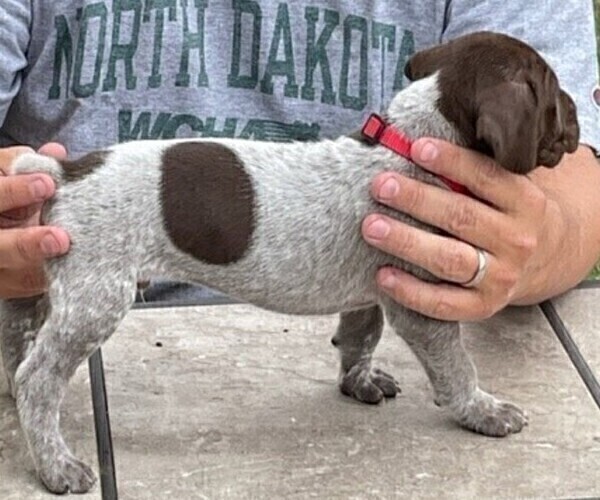 Medium Photo #2 German Shorthaired Pointer Puppy For Sale in TULSA, OK, USA