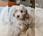 Small #11 Lhasa Apso