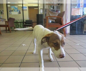 Border Collie Dogs for adoption in Ocala, FL, USA