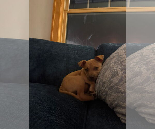 Medium Photo #2 Mutt Puppy For Sale in New London, WI, USA