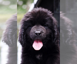 Small Newfoundland
