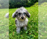 Small #8 Cavapoo (Miniature)