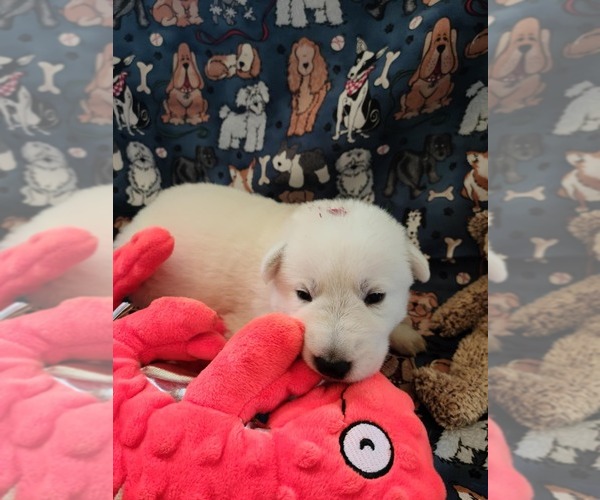 Medium Photo #75 German Shepherd Dog Puppy For Sale in CECILIA, KY, USA