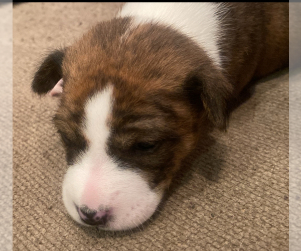 Medium Photo #5 Basenji Puppy For Sale in TEXARKANA, TX, USA