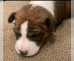 Small Photo #5 Basenji Puppy For Sale in TEXARKANA, TX, USA