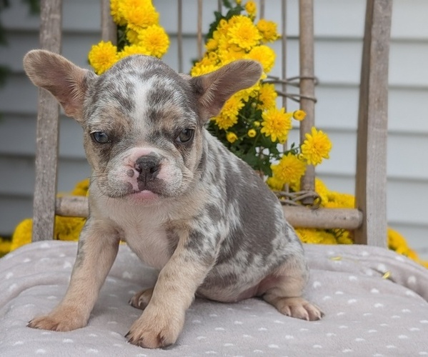 Medium Photo #14 French Bulldog Puppy For Sale in GOSHEN, IN, USA
