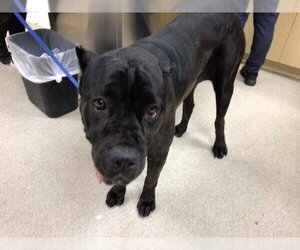 Mastiff-Unknown Mix Dogs for adoption in Riverside, CA, USA