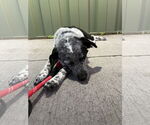 Small #5 Mutt