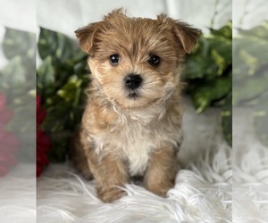 Morkie Puppy for sale in ROCK STREAM, NY, USA