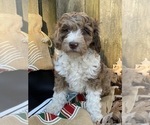 Small Photo #13 F2 Aussiedoodle Puppy For Sale in CHAPEL HILL, NC, USA