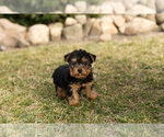 Small Photo #1 Yorkshire Terrier Puppy For Sale in MILLERSBURG, IN, USA