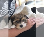 Small Photo #2 Shih-Poo Puppy For Sale in SAN FRANCISCO, CA, USA