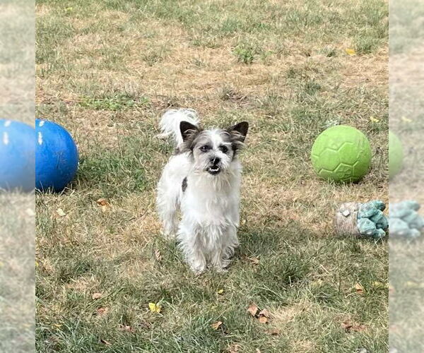 Medium Photo #3 Mutt Puppy For Sale in Rochester, NY, USA