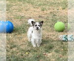 Small #2 Mutt