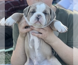 Olde English Bulldogge Puppy for sale in WAYNESVILLE, OH, USA