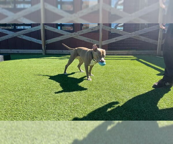 Medium Photo #4 Mutt Puppy For Sale in Chestertown, MD, USA