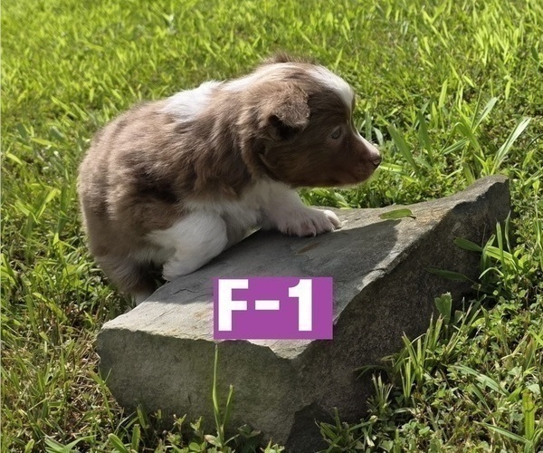 Medium Photo #3 Miniature Australian Shepherd Puppy For Sale in EVERTON, MO, USA