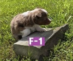 Small #2 Miniature Australian Shepherd