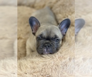 French Bulldog Puppy for sale in TROUTMAN, NC, USA
