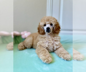 Medium Poodle (Miniature)