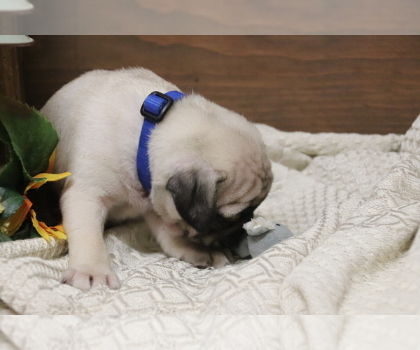Medium Photo #2 Pug Puppy For Sale in NEWMANSTOWN, PA, USA