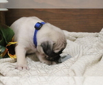 Small Photo #2 Pug Puppy For Sale in NEWMANSTOWN, PA, USA