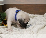 Small #1 Pug