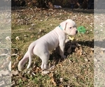 Puppy Puppy 5 American Bulldog