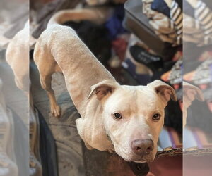 Buddy - NEEDS A FOSTER HOME RIGHT NOW!!! - Male Staffordshire Bull Terrier Dog for Adoption - Photo #2