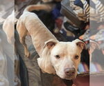 Small Photo #2 Staffordshire Bull Terrier Puppy For Sale in Maryville, TN, USA
