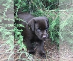Small Photo #12 Labrador Retriever Puppy For Sale in CHARLOTTE, NC, USA
