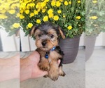 Small Yorkshire Terrier