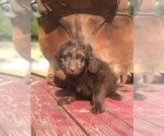 Small Photo #7 Aussiedoodle Miniature  Puppy For Sale in OROFINO, ID, USA