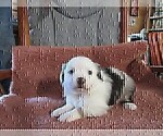 Small #1 Australian Shepherd