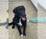 Small #3 Border Collie Mix