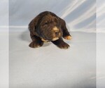 Small Photo #30 Golden Mountain Dog Puppy For Sale in BLACK FOREST, CO, USA