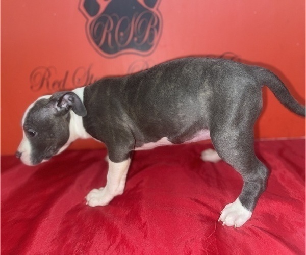 Medium Photo #32 American Pit Bull Terrier Puppy For Sale in TRENTON, NJ, USA