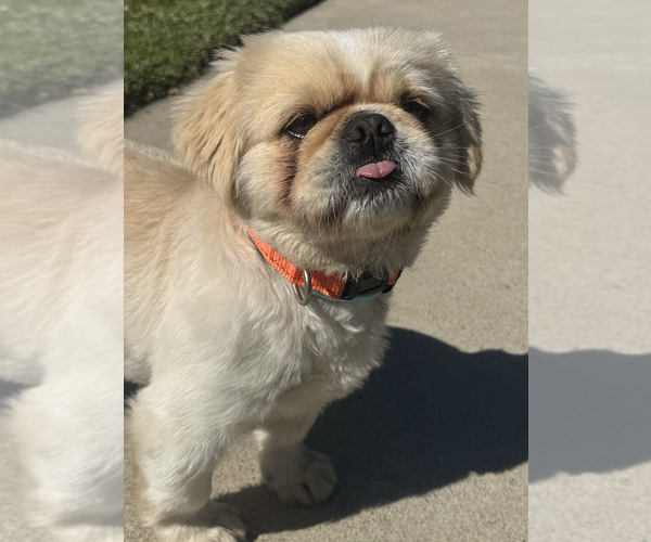 Medium Photo #2 Pekingese Puppy For Sale in Newport Beach, CA, USA