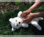 Small Photo #14 Coton de Tulear Puppy For Sale in COLUMBIA, MO, USA