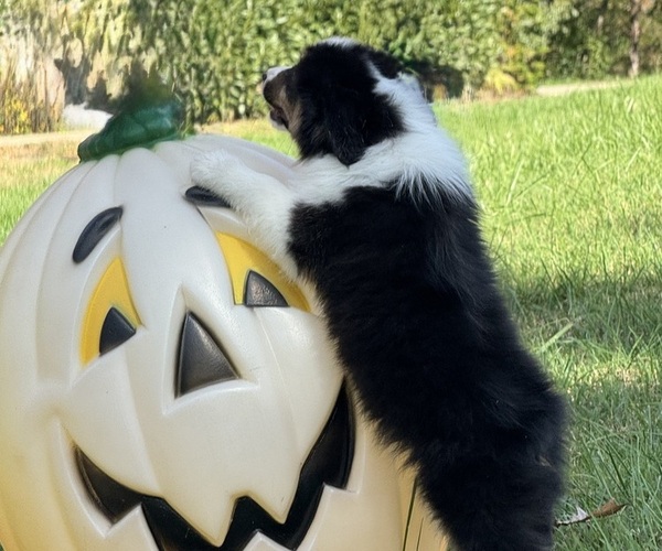 Medium Photo #13 Miniature American Shepherd Puppy For Sale in NOLENSVILLE, TN, USA