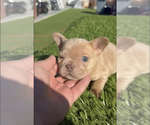 Small Photo #23 French Bulldog Puppy For Sale in MENLO PARK, CA, USA